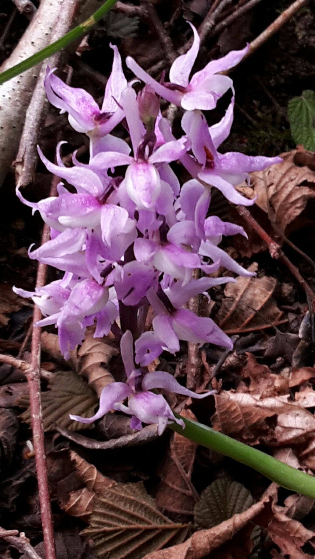 orchidea a margine del bosco:  Orchis mascula subsp. speciosa